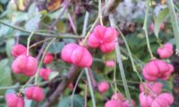 frutos fúchsia, pendentes de evónimo, fuseira, barrete-de-padre - Euonymus europaeus