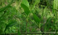 botões de evónimo, fuseira, barrete-de-padre - Euonymus europaeus