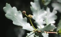 bolotas em formação de carvalho-alvarinho, roble - Quercus robur