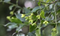 frutos imaturos de evónimo, fuseira, barrete-de-padre - Euonymus europaeus