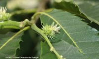 flores femininas de castanheiro, reboleiro - Castanea sativa