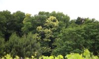 floração de castanheiro, orla de bosque - Castanea sativa
