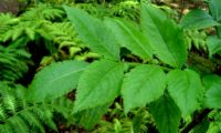 Página superior composta, imparipinulada de abugueiro madeirense - Sambucus lanceolata