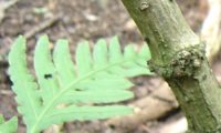 Ritidoma glabro de abugueiro madeirense - Sambucus lanceolata