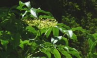 Corimbo no início da frutificação, sabugueiro madeirense - Sambucus lanceolata