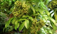 Corimbos de frutos em maturação, sabugueiro madeirense - Sambucus lanceolata