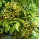 Corimbos de frutos em maturação, sabugueiro madeirense - Sambucus lanceolata