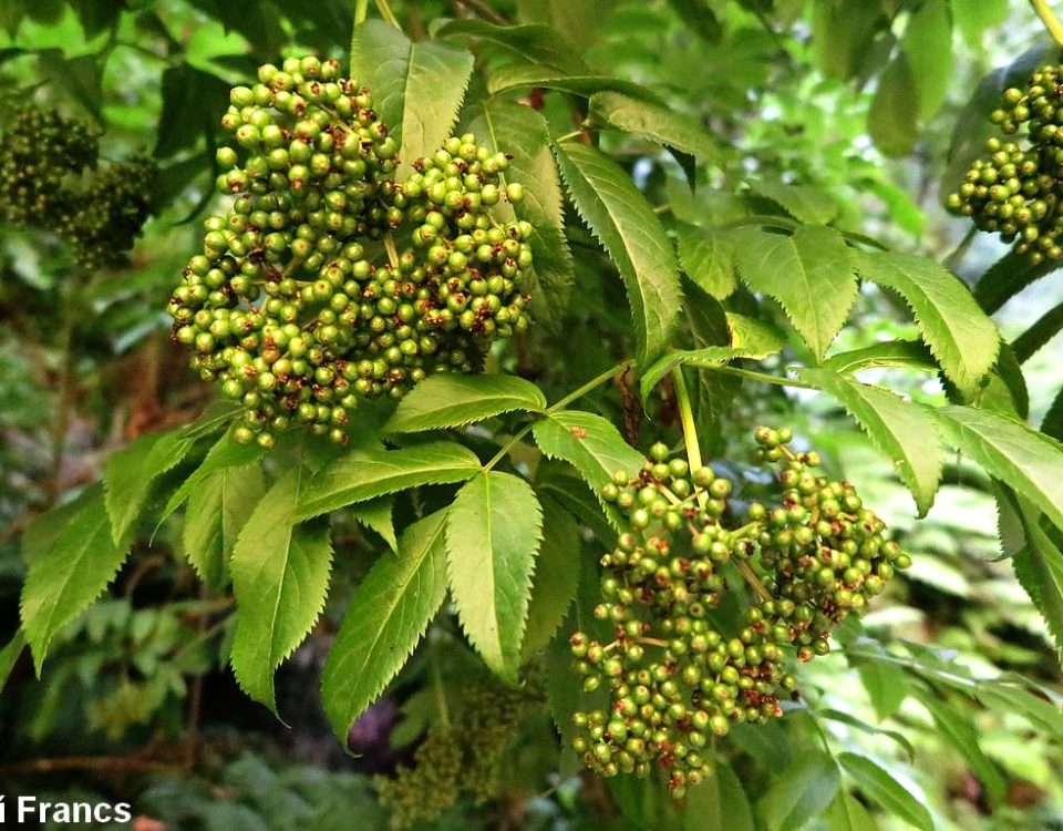 Corimbos de frutos em maturação, sabugueiro madeirense - Sambucus lanceolata