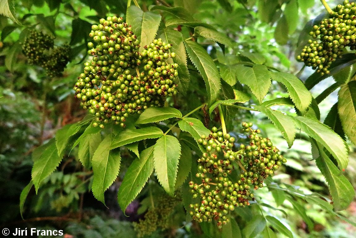 Corimbos de frutos em maturação, sabugueiro madeirense - Sambucus lanceolata