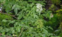 Corimbos em flor e no início da frutificação, drupas imaturas, sabugueiro madeirense - Sambucus lanceolata