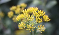 umbela de frutos, ou aquénios de beleza, mata-boi - Bupleurum fruticosum