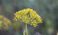 frutos ou aquénios oblongos de beleza, mata-boi - Bupleurum fruticosum