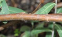 caules lenhosos avermelhados de beleza, mata-boi - Bupleurum fruticosum