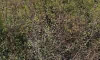 hábito do brunheiro-bravo, geralmente emarinhado – Prunus spinosa