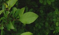 páginas superiores obovadas do abrunheiro-bravo – Prunus spinosa