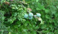 abrunhos em maturação do abrunheiro-bravo – Prunus spinosa