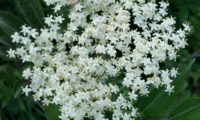corimbo florido de sabugueiro – Sambucus nigra