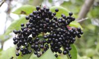 corimbo pendente de bagas maduras de sabugueiro – Sambucus nigra