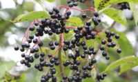 bagas maduras de sabugueiro – Sambucus nigra