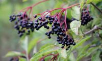 corimbo pendente, devido ao peso dos frutos maduros de sabugueiro – Sambucus nigra