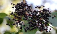 corimbo de frutos maduros de sabugueiro – Sambucus nigra