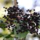 corimbo de frutos maduros de sabugueiro – Sambucus nigra