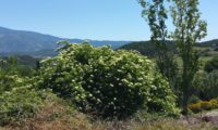 hábito isolado de sabugueiro em flor – Sambucus nigra