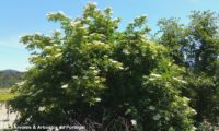 hábito florido de sabugueiro – Sambucus nigra