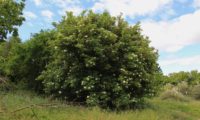 aspecto da copa redonda e densa hábito de sabugueiro – Sambucus nigra