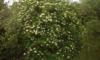 hábito do sabugueiro em flor – Sambucus nigra