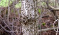 ritidoma levemente gretado de sabugueiro - Sambucus nigra