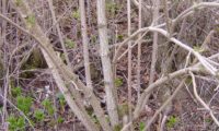 propagação vegetativa natural, em que um tronco caido ou abatido originous vários caules de sabugueiro - Sambucus nigra