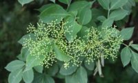 corimbos de botões de sabugueiro - Sambucus nigra