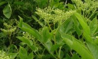 corimbos erguidos, de botões de sabugueiro – Sambucus nigra