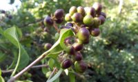 bagas em maturação, alfeneiro, alfenheiro, ligustro - Ligustrum vulgare