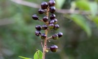 panícula de bagas em maturação, alfeneiro, alfenheiro, ligustro - Ligustrum vulgare