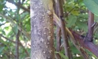 ritidoma cinza-pardo, finamente fissurado, com lentículas visíveis de alfeneiro, alfenheiro, ligustro - Ligustrum vulgare