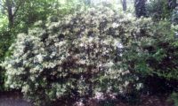 hábito florido de alfeneiro, alfenheiro, ligustro - Ligustrum vulgare