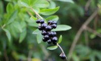 bagas maduras de alfeneiro, alfenheiro, ligustro - Ligustrum vulgare