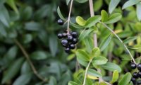 cacho de bagas maduras de alfeneiro, alfenheiro, ligustro - Ligustrum vulgare