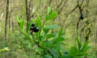 folhas do ano anterior, com a panícula em botão de alfeneiro, alfenheiro, ligustro - Ligustrum vulgare