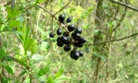 racemo de bagas maduras de alfeneiro, alfenheiro, ligustro - Ligustrum vulgare