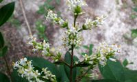 tirso de flores de alfeneiro, alfenheiro, ligustro - Ligustrum vulgare