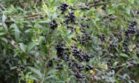 cachos de bagas maduras de alfeneiro, alfenheiro, ligustro - Ligustrum vulgare