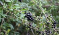 cacho de bagas maduras, negras e brilhantes de alfeneiro, alfenheiro, ligustro - Ligustrum vulgare