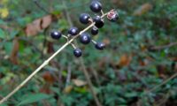 baga de alfeneiro, alfenheiro, ligustro, que revela duas sementes, depois de debicada - Ligustrum vulgare