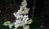 panícula com flores e botões de alfeneiro, alfenheiro, ligustro - Ligustrum vulgare