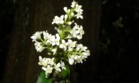 panícula de flores num sub-bosque de alfeneiro, alfenheiro, ligustro - Ligustrum vulgare