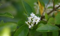 flores de alfeneiro, alfenheiro, ligustro - Ligustrum vulgare