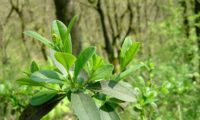 páginas superiores do ano, juntamente com as do ano anterior de alfeneiro, alfenheiro, alfena, ligustro - Ligustrum vulgare